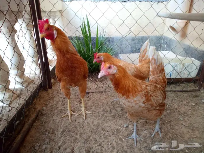 للبيع 2 دجاج و 1 ديك - الجبيل الصناعية 1
