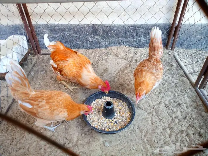 للبيع 2 دجاج و 1 ديك - الجبيل الصناعية 0
