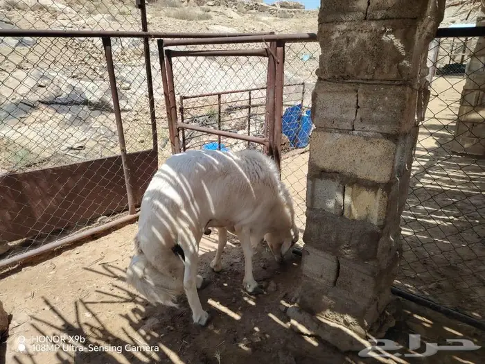 عدد اثنين فحول صنف الصنف 12
