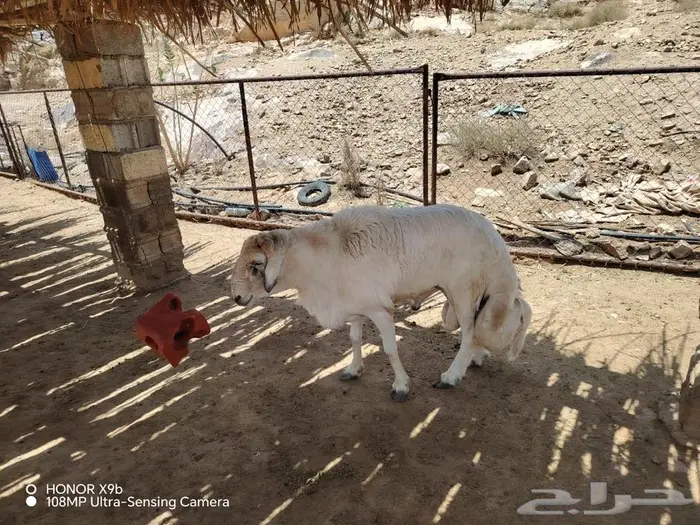 عدد اثنين فحول صنف الصنف 2
