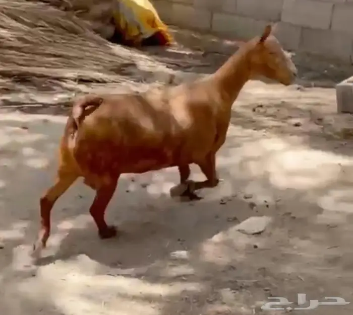 معزا عمانيه 0