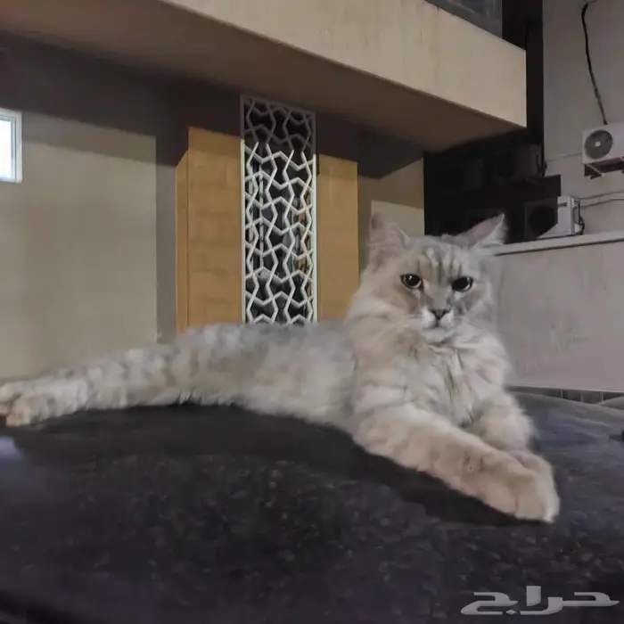 قط ضائع أو متخلى عنه بحي الرانوناء 0