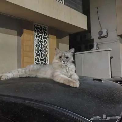 قط ضائع أو متخلى عنه بحي الرانوناء index