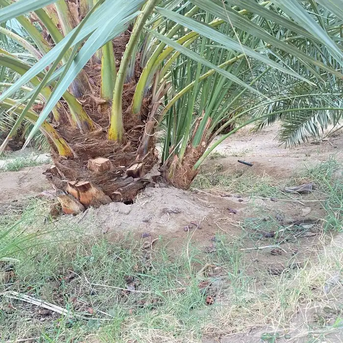 اصنا نخل الصقي والعنبره و البرني العيص 3