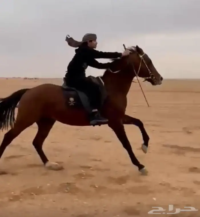 حصان انقليزي بورق للبيع 7