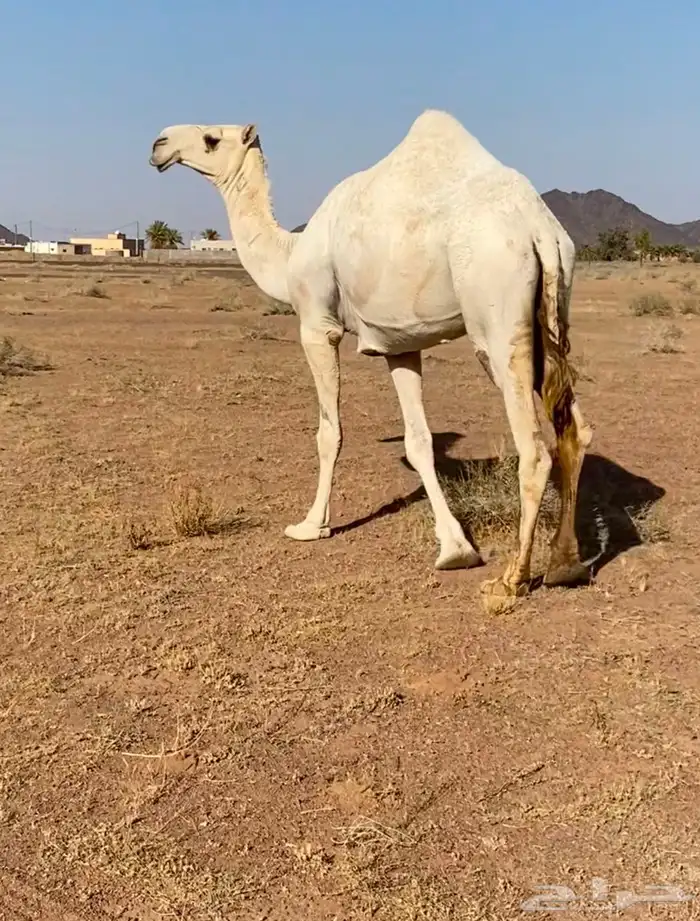 للبيع بكره باتليه جدها مشاكل ابو عجاريد سنها حقه تدخل لقيه 4