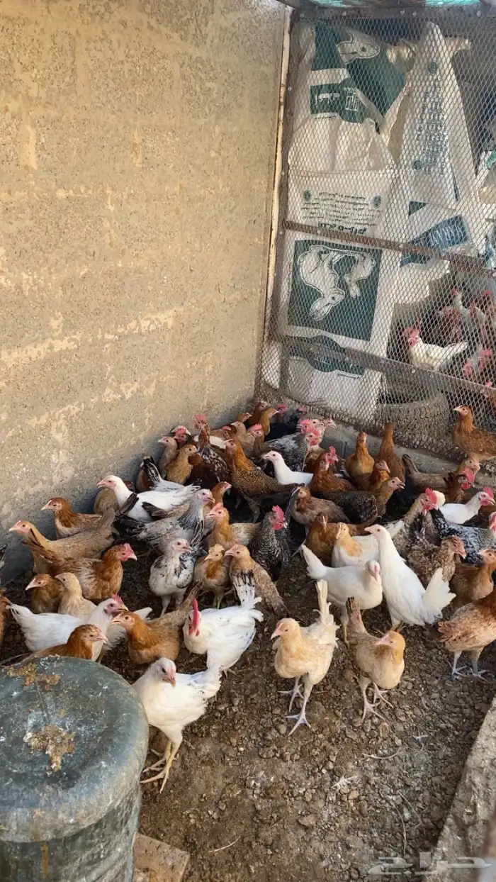 دجاج 1