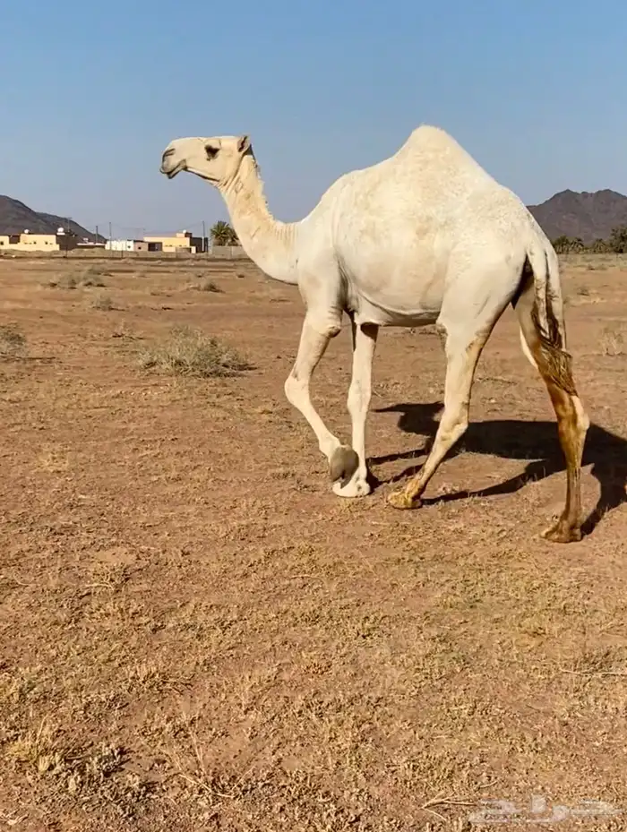 للبيع بكره باتليه جدها مشاكل ابو عجاريد سنها حقه تدخل لقيه 3