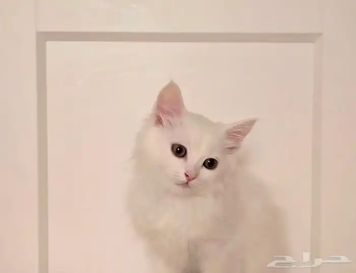 قط صغير ابيض وجميل جدا 0