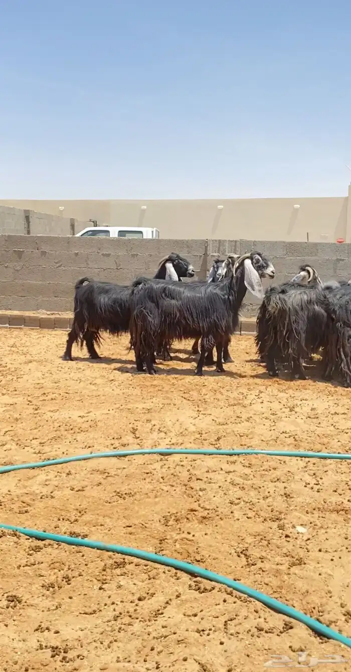 معزا عوارض صنف فاخره 3