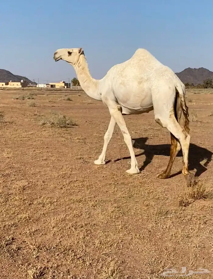 للبيع بكره باتليه جدها مشاكل ابو عجاريد سنها حقه تدخل لقيه 6