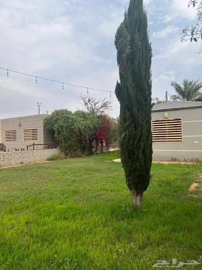 للبيع مزرعه عيون الجواء القصيم 0