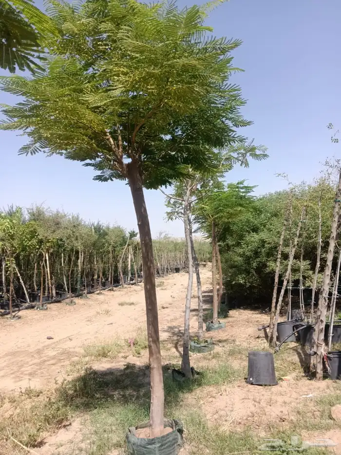شجيرات-زراعة 9