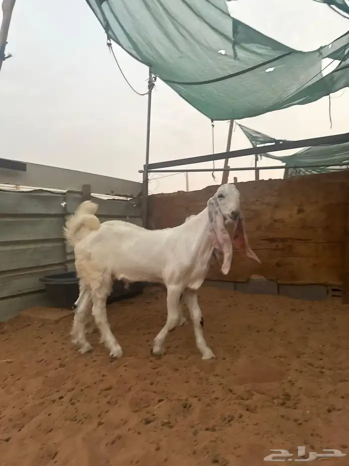 تيوس مشاريع صنف مطورة 0