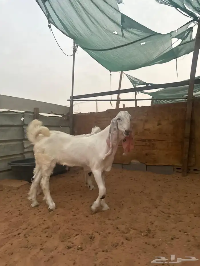تيوس مشاريع صنف مطورة 1