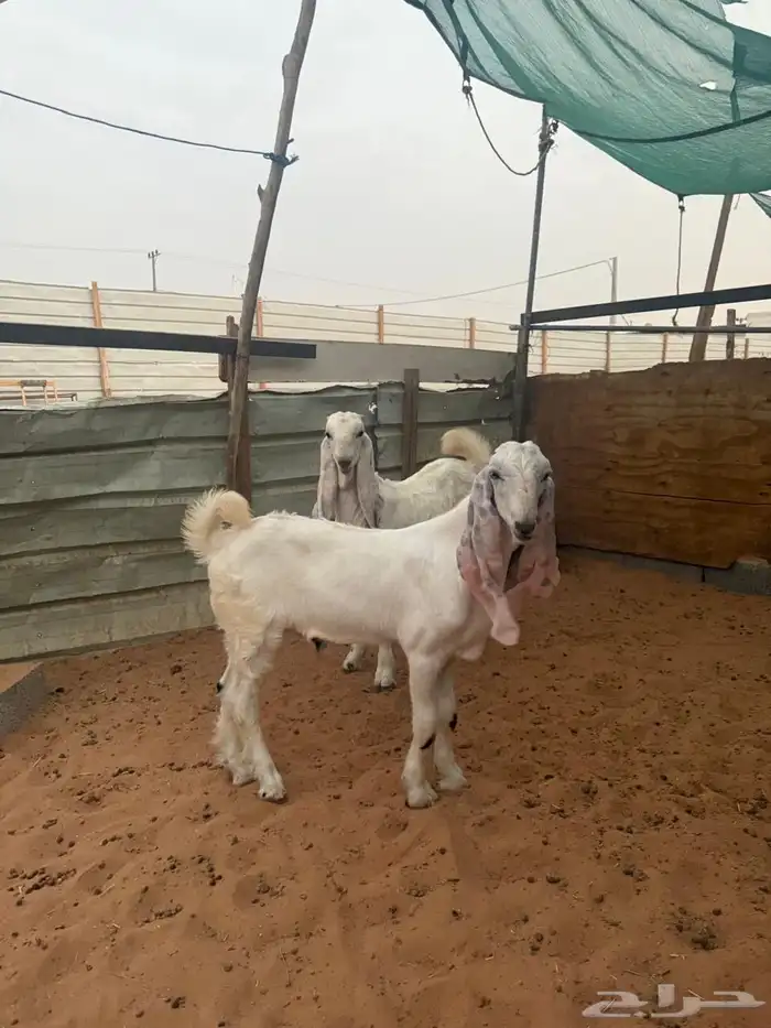 تيوس مشاريع صنف مطورة 4