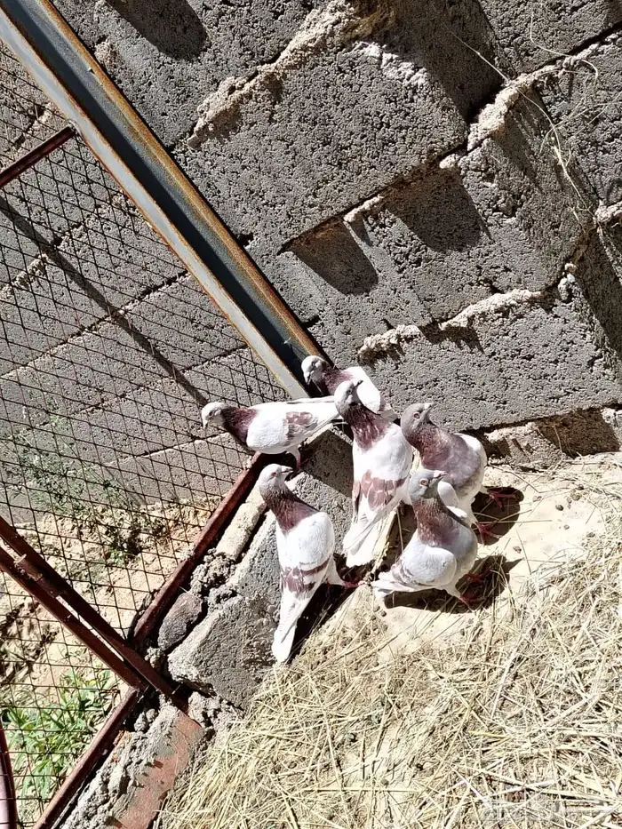 حمام للبيع جمله 4