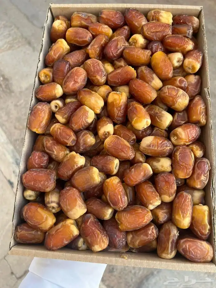 صقعي رطب فاخر مطوق احمر 2