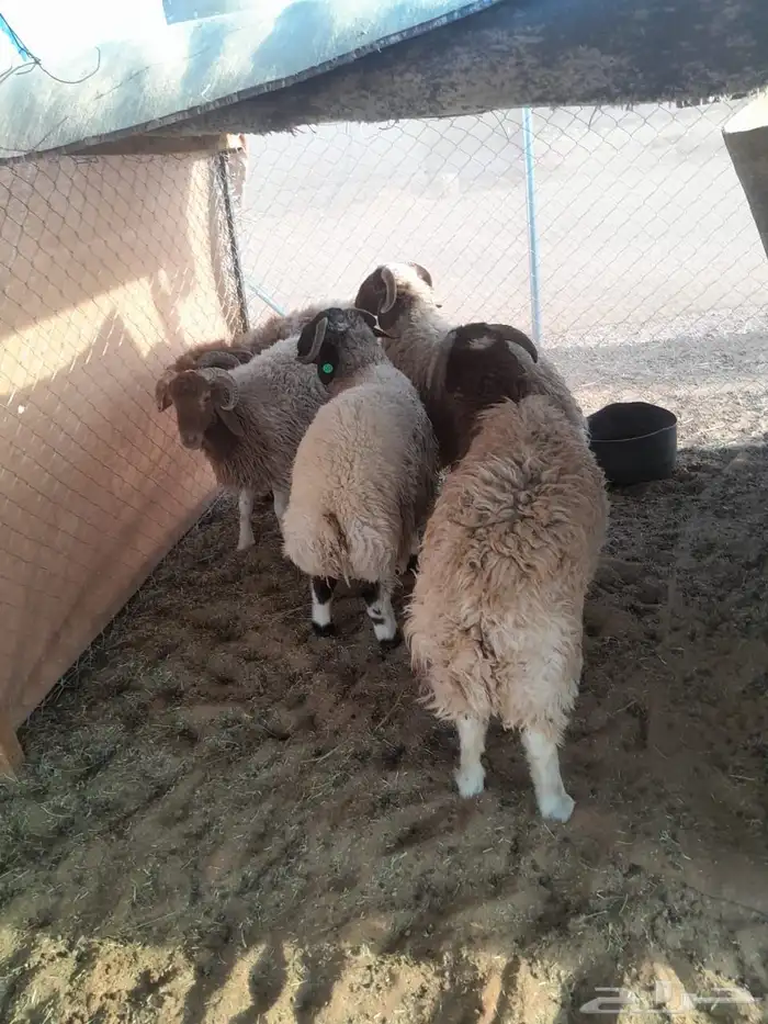 طليان نعيم للبيع 1