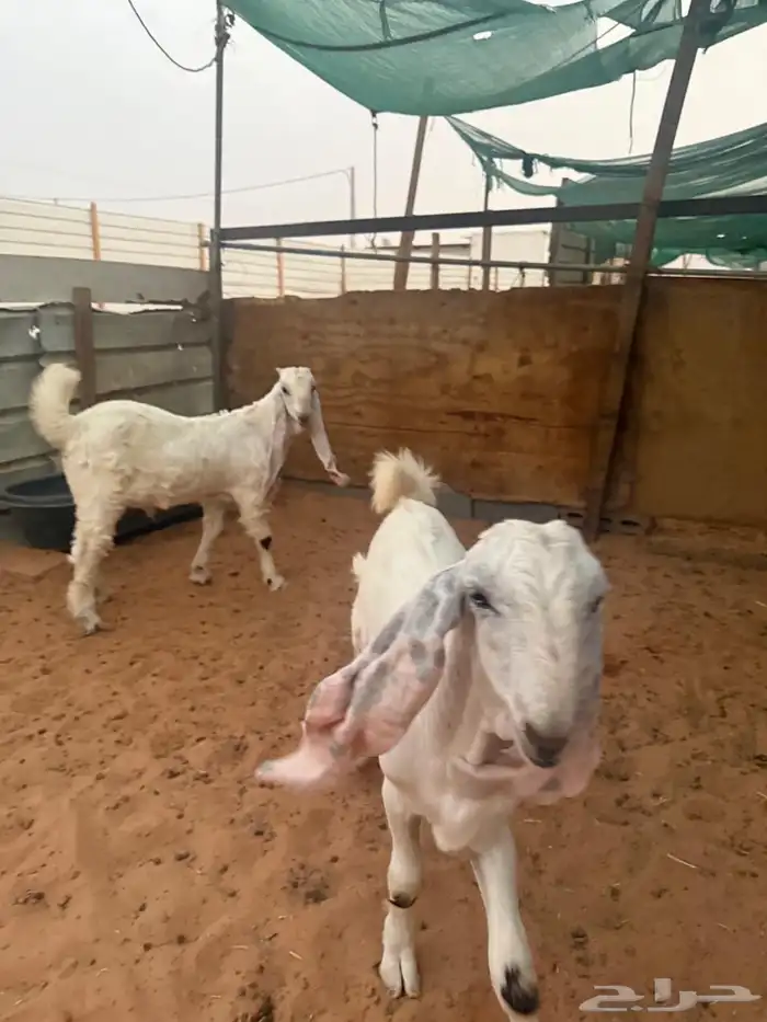 تيوس مشاريع صنف مطورة 2