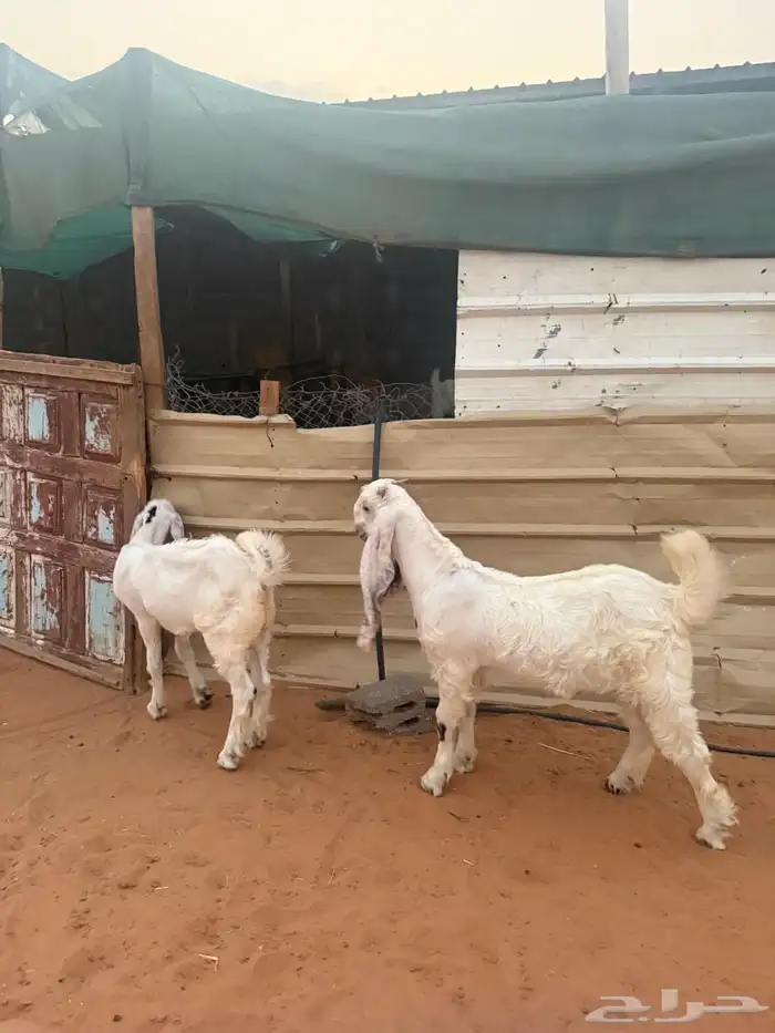 تيوس مشاريع صنف مطورة 3