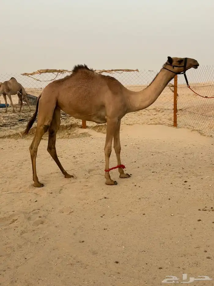 بنت الشاعر العاصفه 0