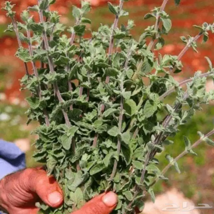 زعتر من جبال رضوى 6