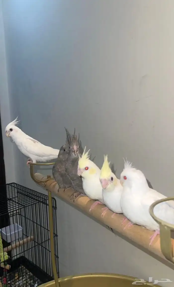 نوادر طفرات الكوكتيل للعشاق التميز والحجم 1