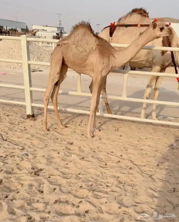 للبيع فطيمه نوعيه فاخره 0