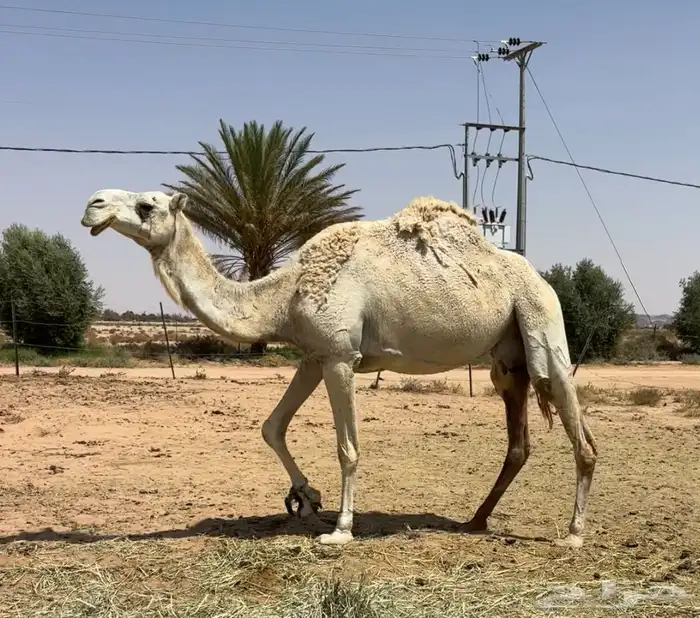 عشرا معها بكره طيبه 0