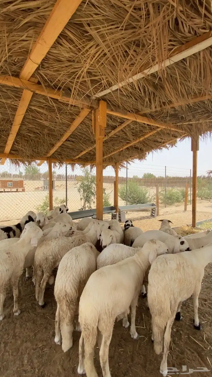 سواكن شبية الحري مرابي خمس شهور 3