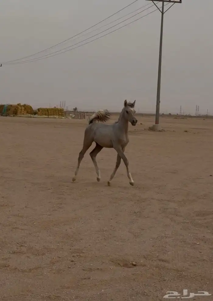 مهر واهو 0