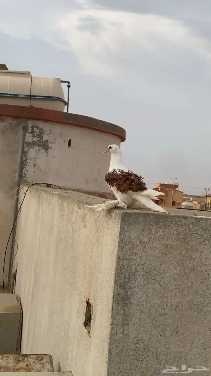 حمام مفتل 2