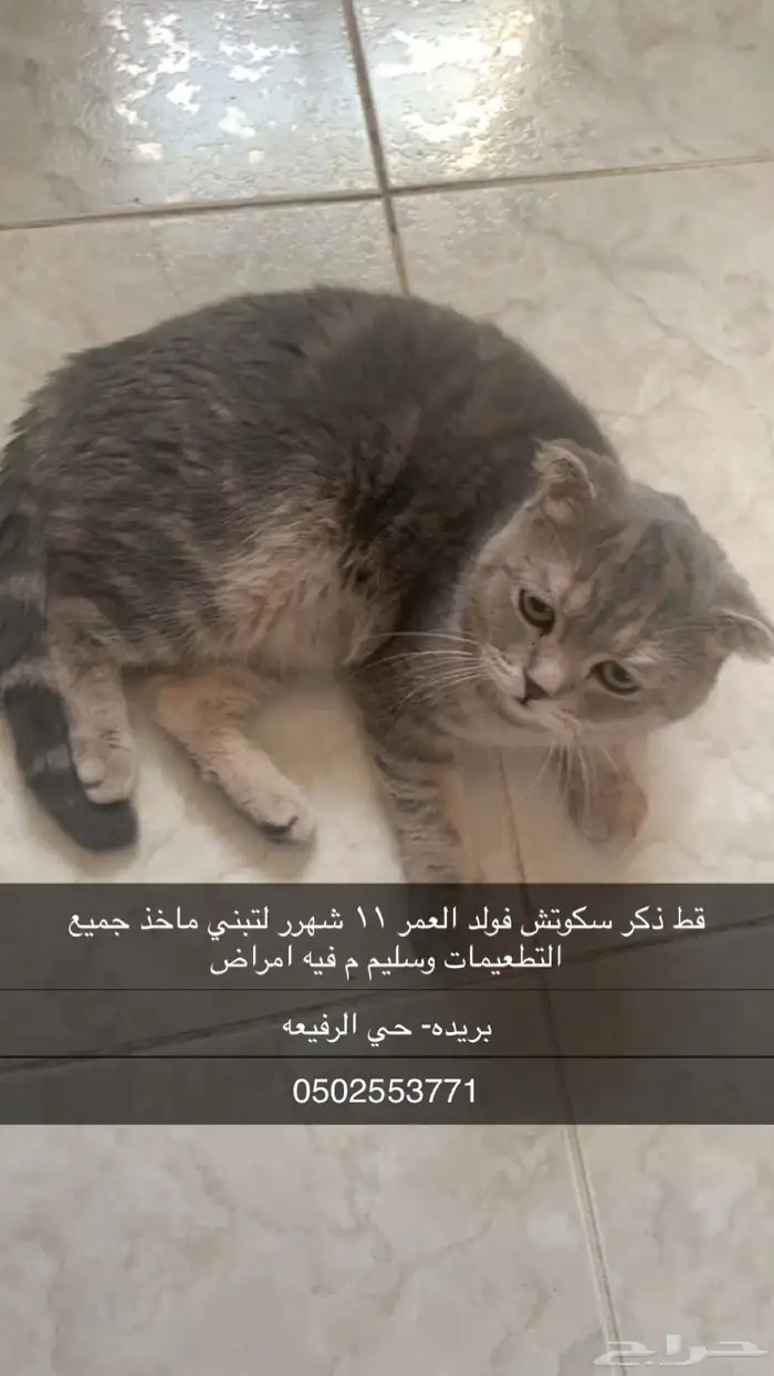قط ذكر سكوتش فولد 0