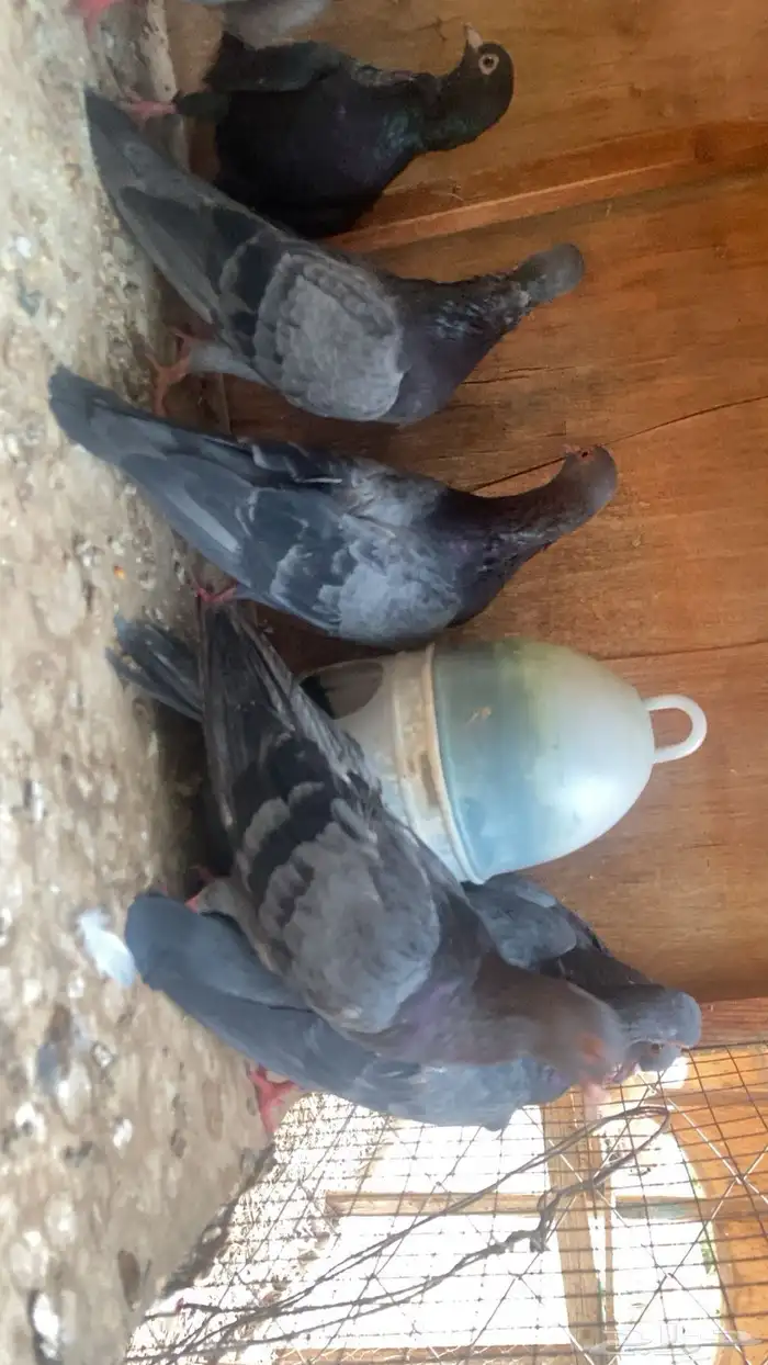 20 فرده صنعاني فيها إناثي وفيها ذكور احجام صغيره صوت جميل 0