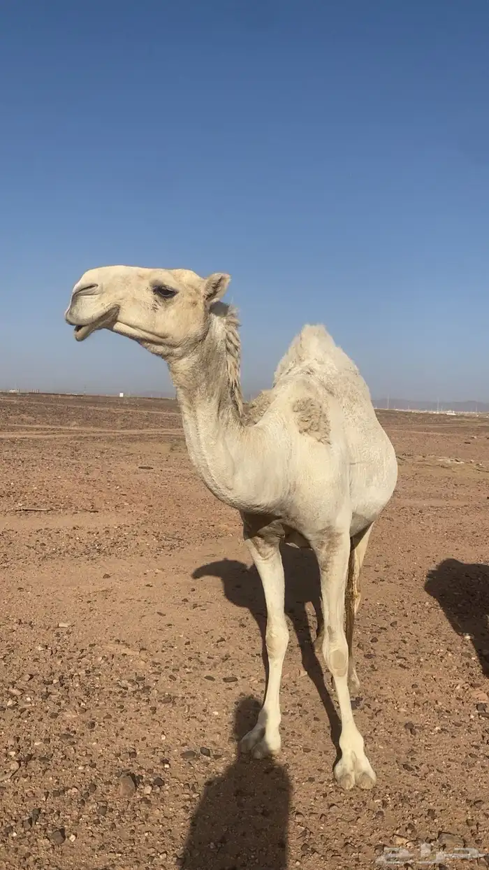 ناقه لقحه وضحاء للبيع 3
