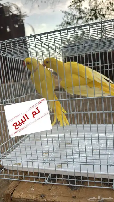 تم البيع زوج درة لاتينو ( منتج ) index
