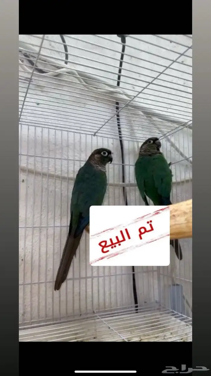 زوج كنيور فايلوت   وبلو شيك 0