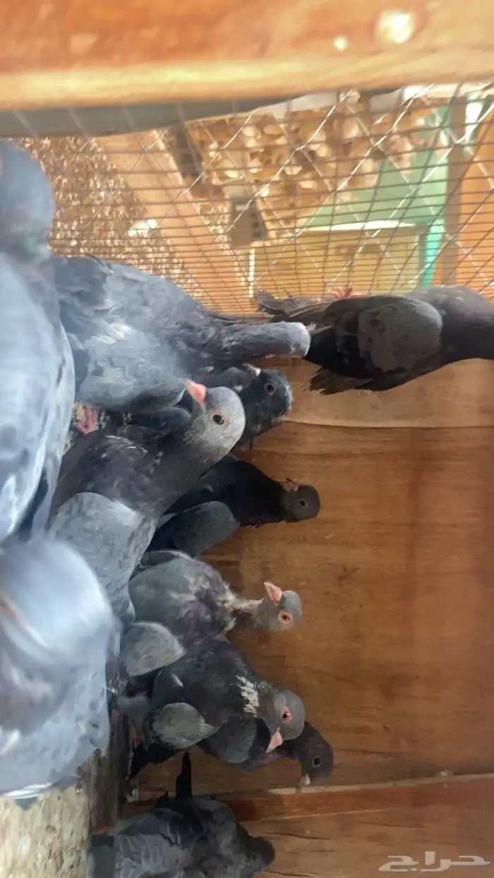 20 فرده صنعاني فيها إناثي وفيها ذكور احجام صغيره صوت جميل 1