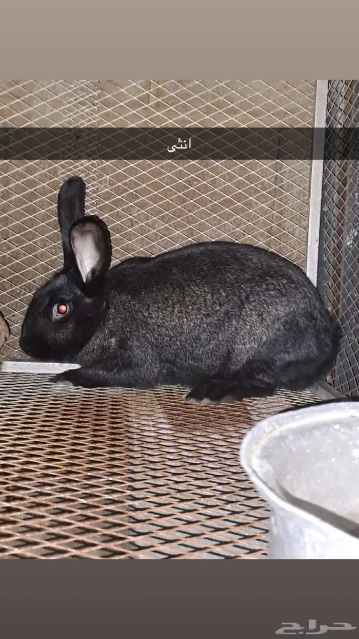 ارانب شنشلا 1
