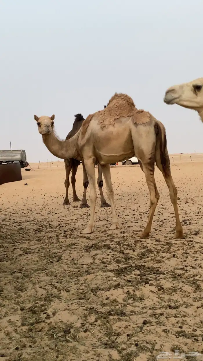 ذلول هجن طيبه 0