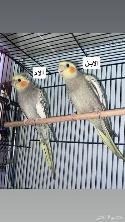 زوج كروان مع فرخ index