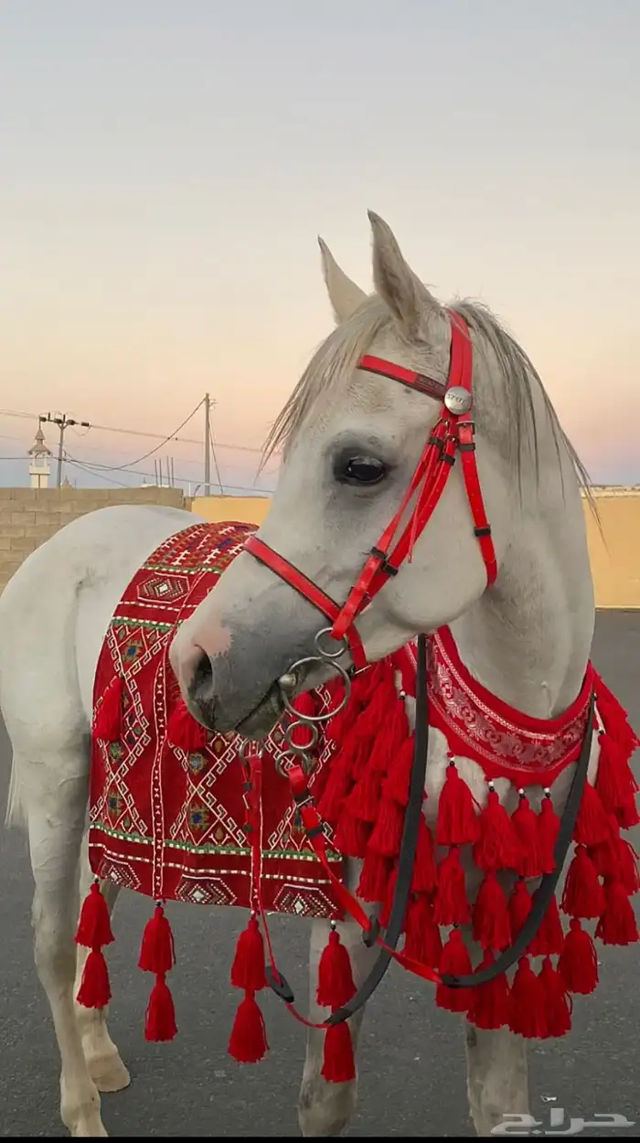 طقم زينه للخيل 0