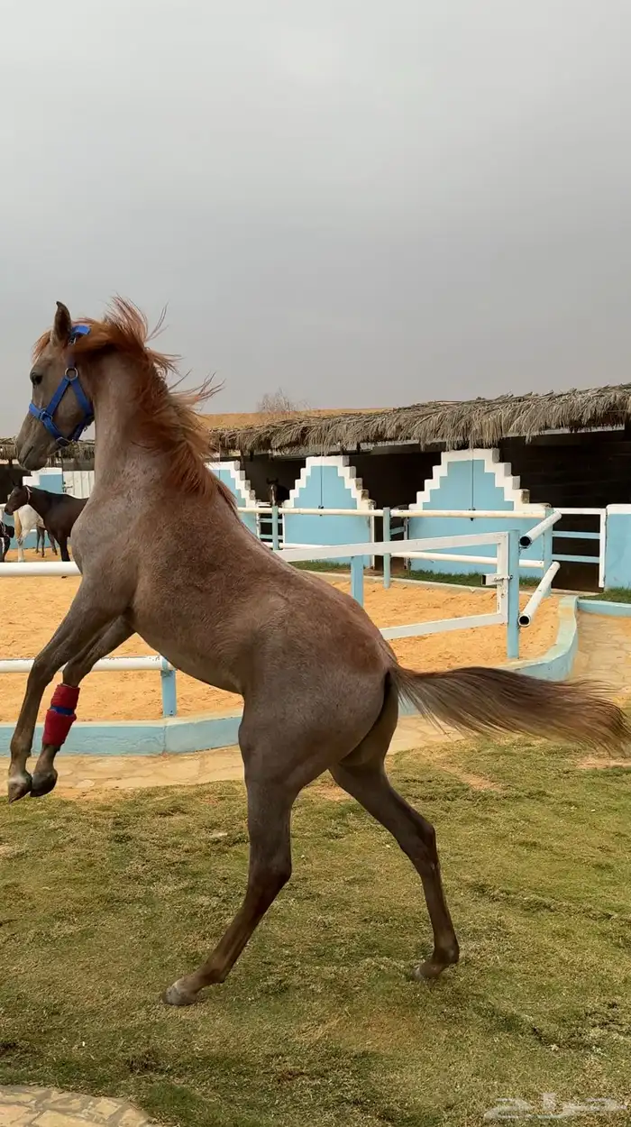 تاجير غرف خيل  اسطبل يومي ركوب خيل  تدريب خيل تدريب ركوب 13