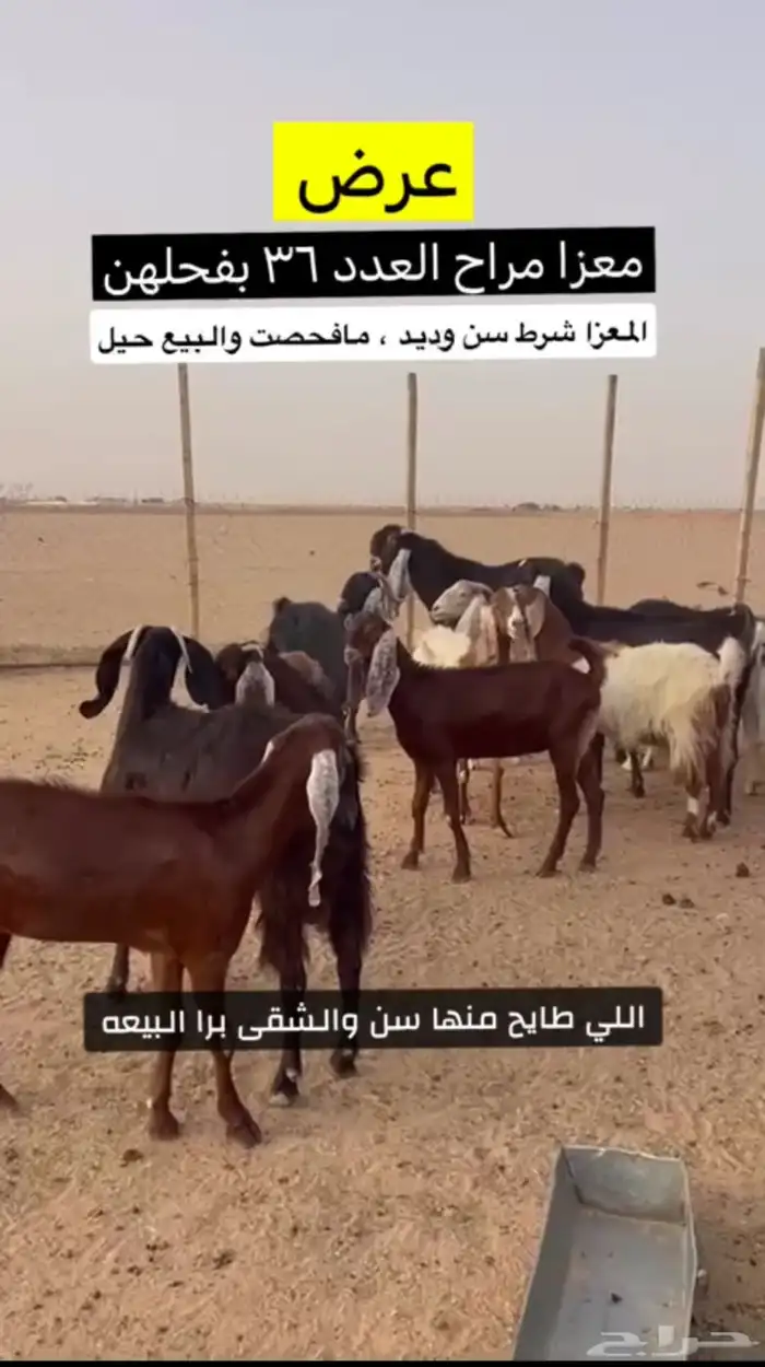 معزا مراح 0
