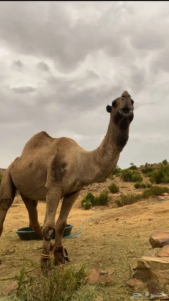 بعير باكستاني للبيع 3