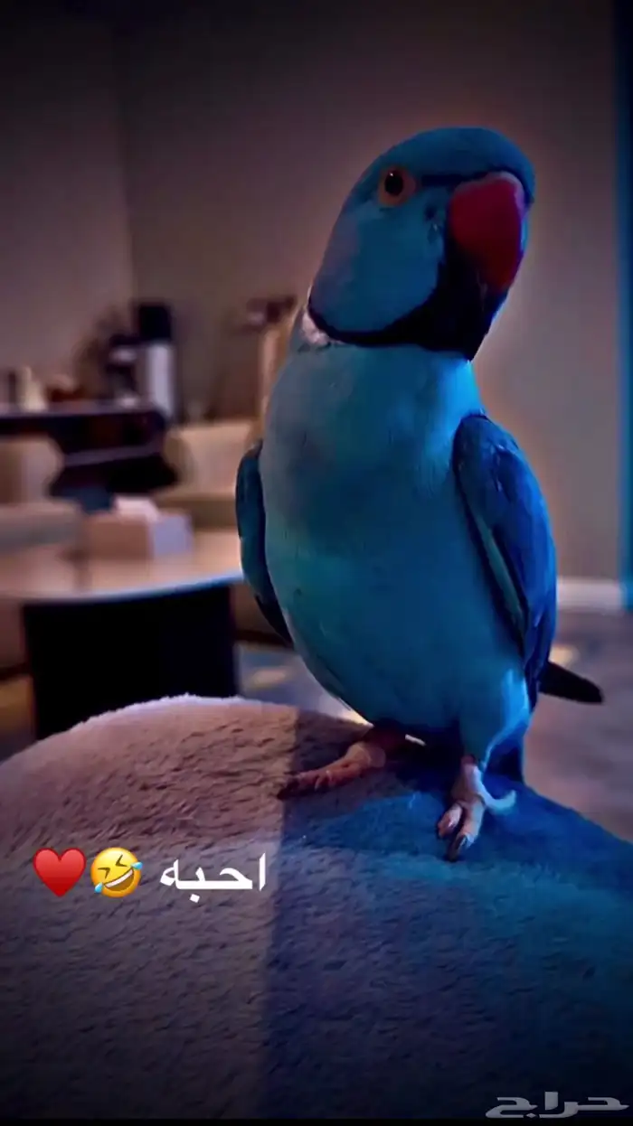 ببغاء دره هولندي ازرق شي نادر بصفاته وحركاته 0