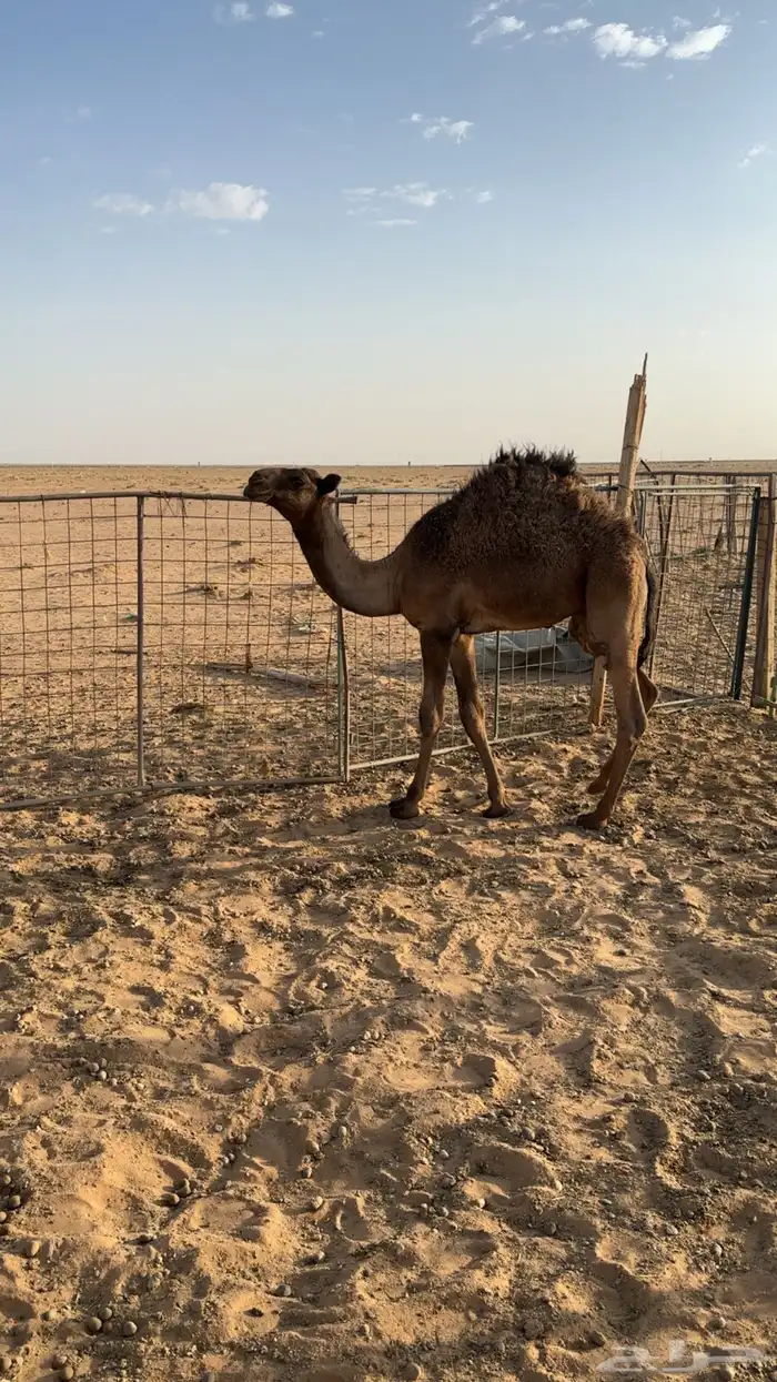 قعود اصفر 1