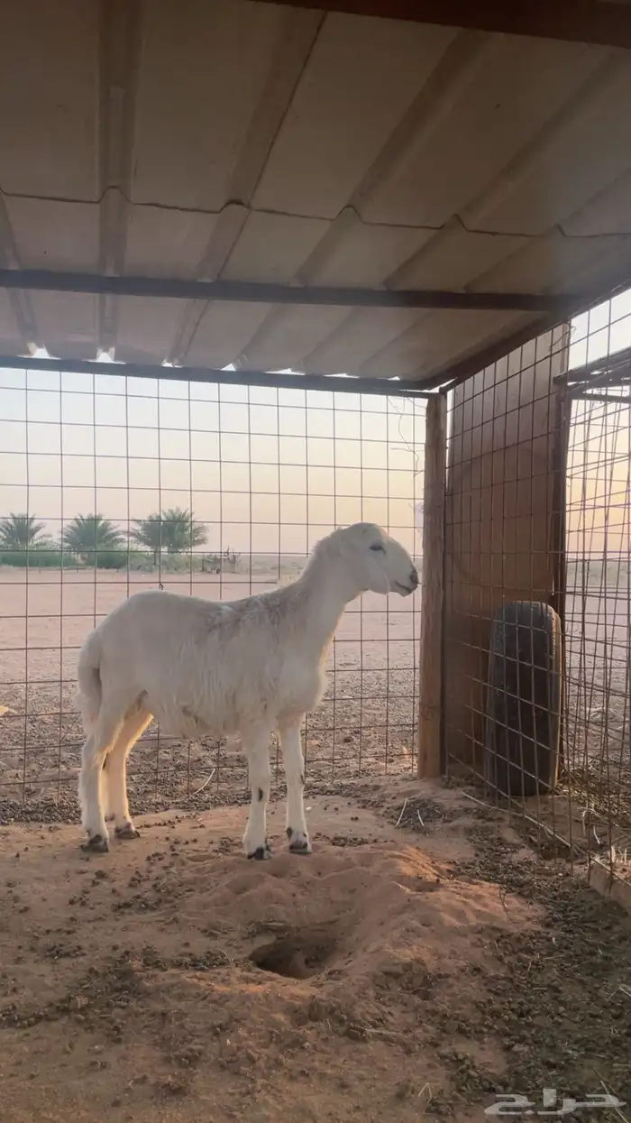 للبيع خروف حري 2