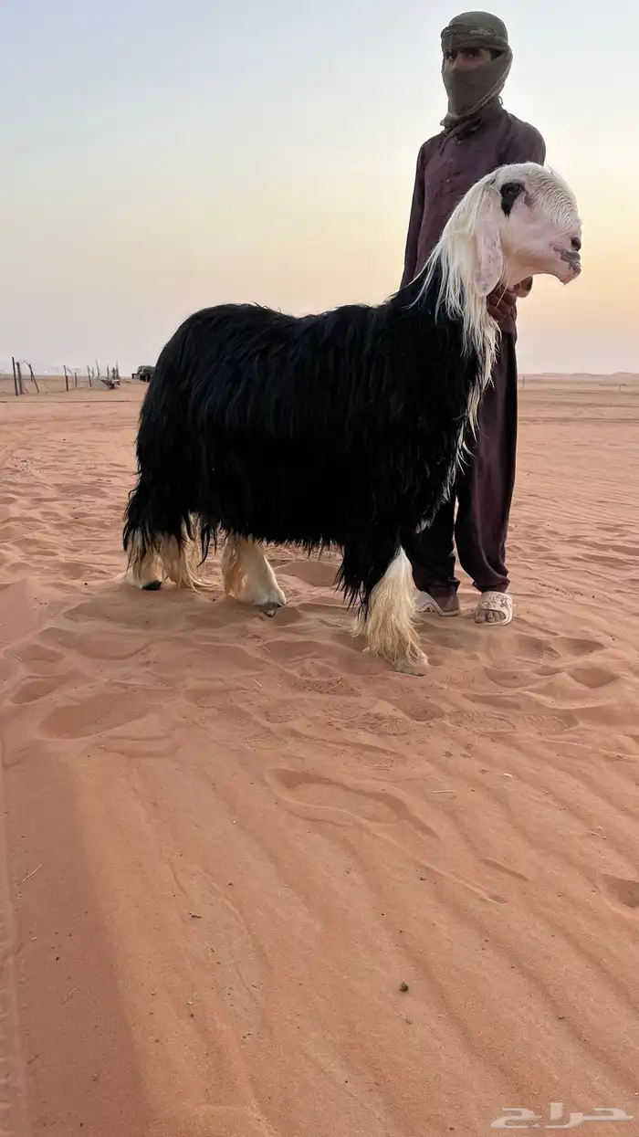 فحل نجدي. 0
